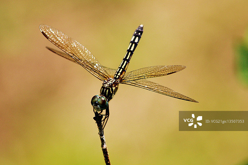 IMG_1572图片素材