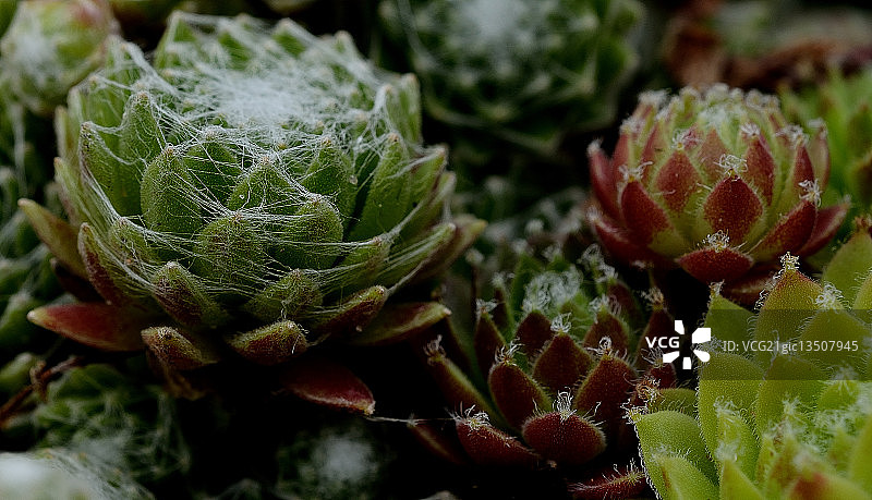 长生草图片素材