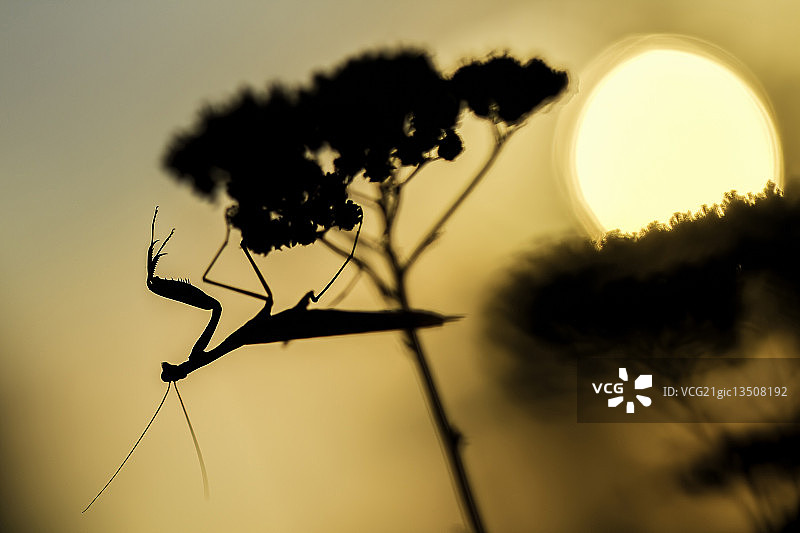 九月日落图片素材