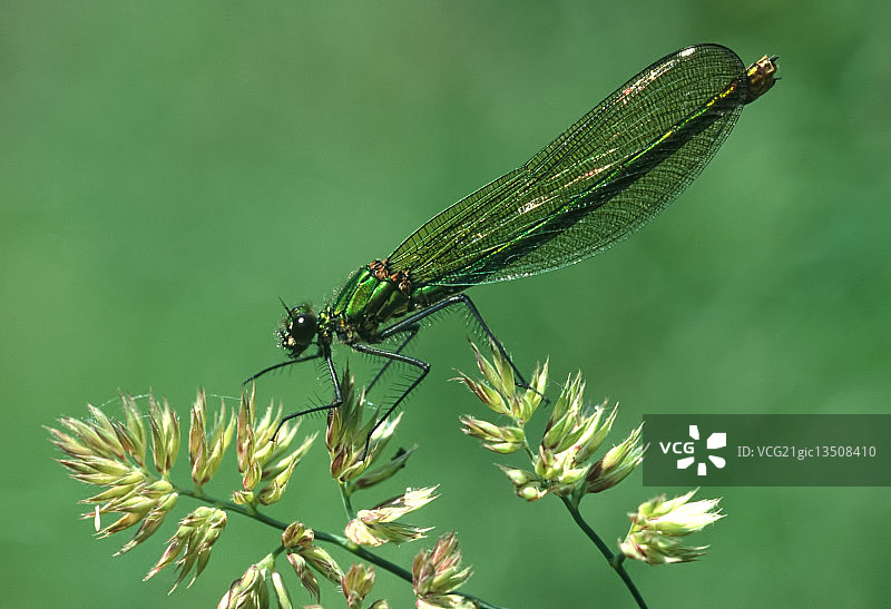 一只雌性豆娘图片素材