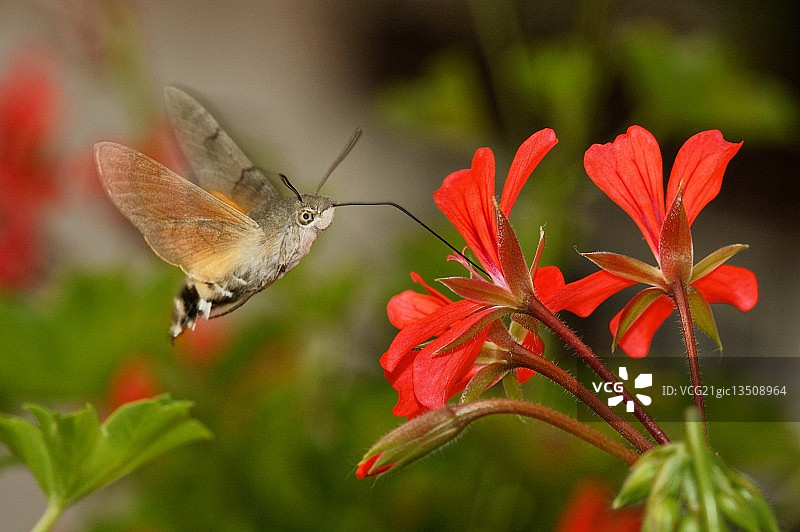 长喙天蛾图片素材