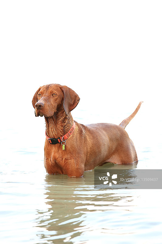 匈牙利维兹拉犬图片素材