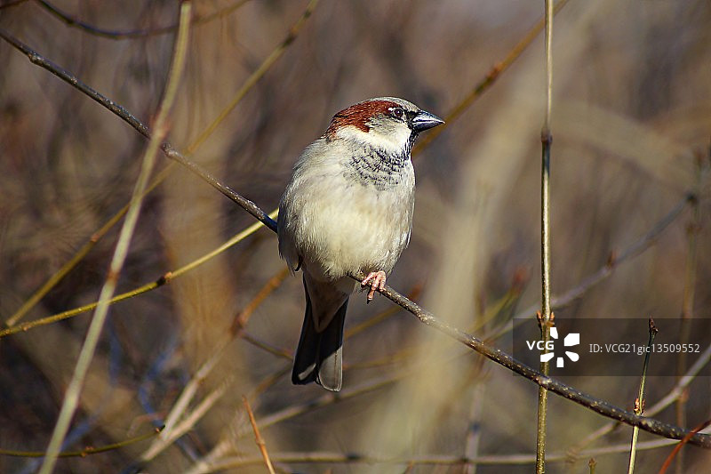 家麻雀 - 柏林图片素材