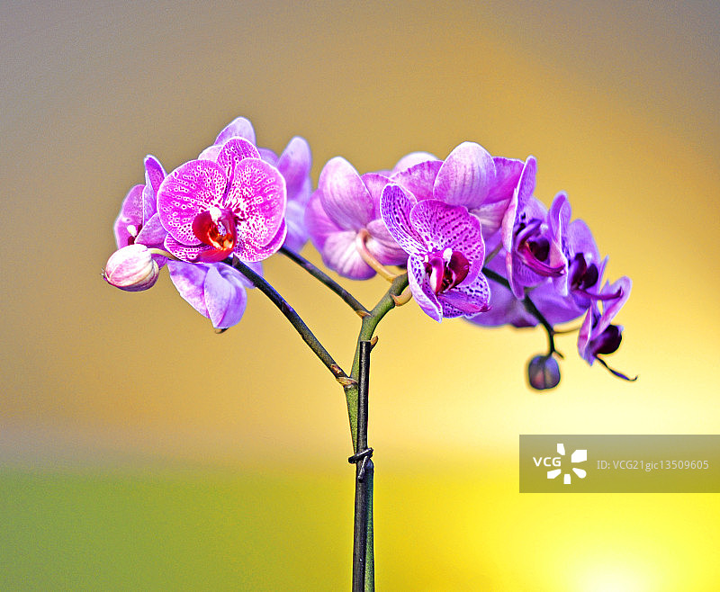 洋红色蝴蝶兰图片素材