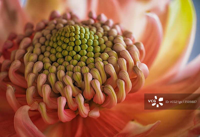 粉色澳洲帝王花图片素材