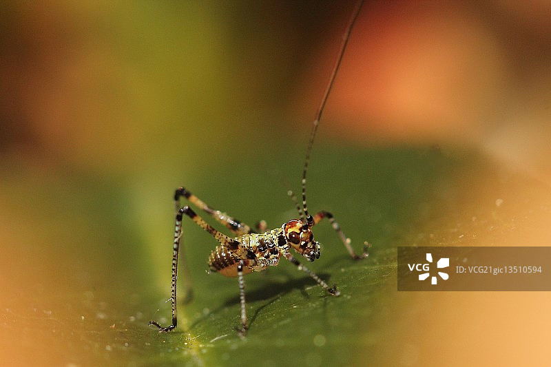 小板球图片素材