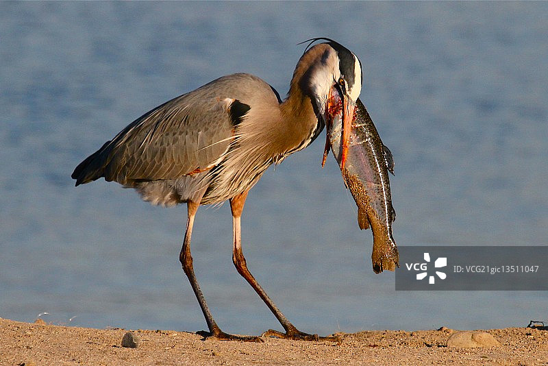 苍鹭与虹鳟鱼图片素材