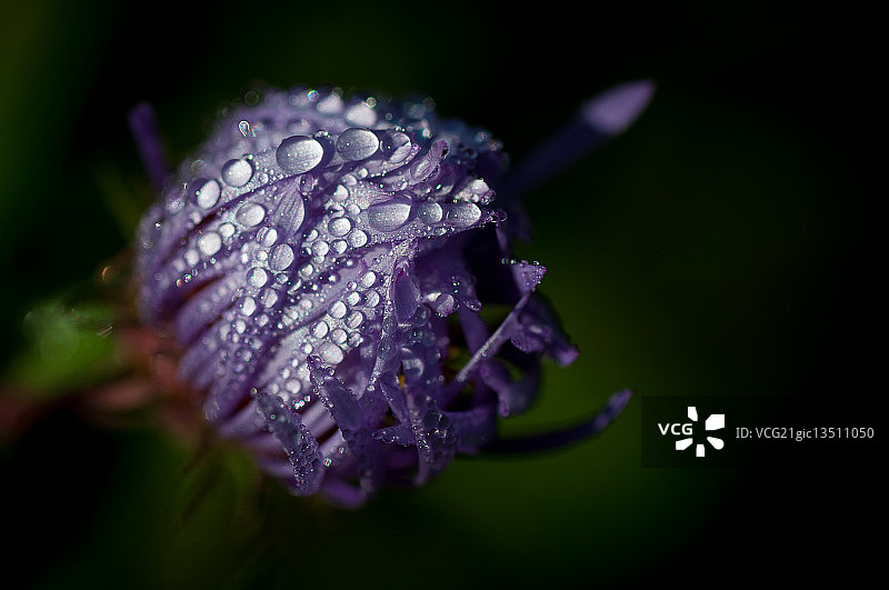 覆盖着露水的New England紫菀图片素材