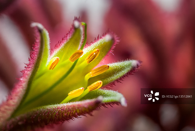 袋鼠爪植物图片素材