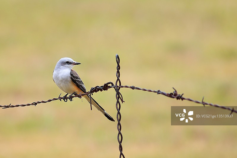 剪尾鹟图片素材