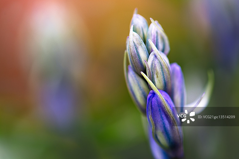 装饰品图片素材