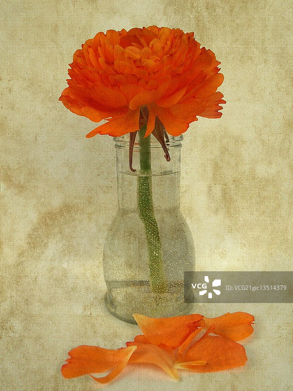 橙色毛茛图片素材