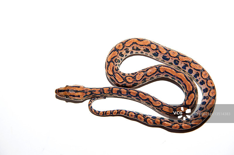 彩虹蚺图片素材