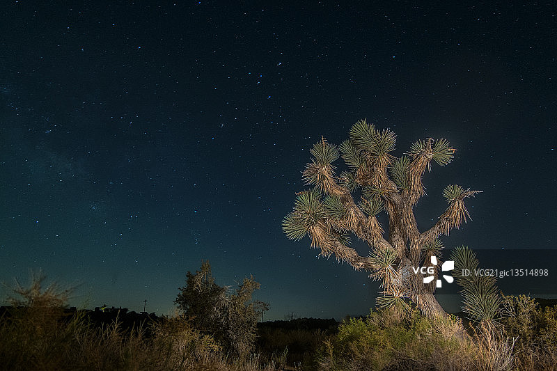 约书亚树图片素材