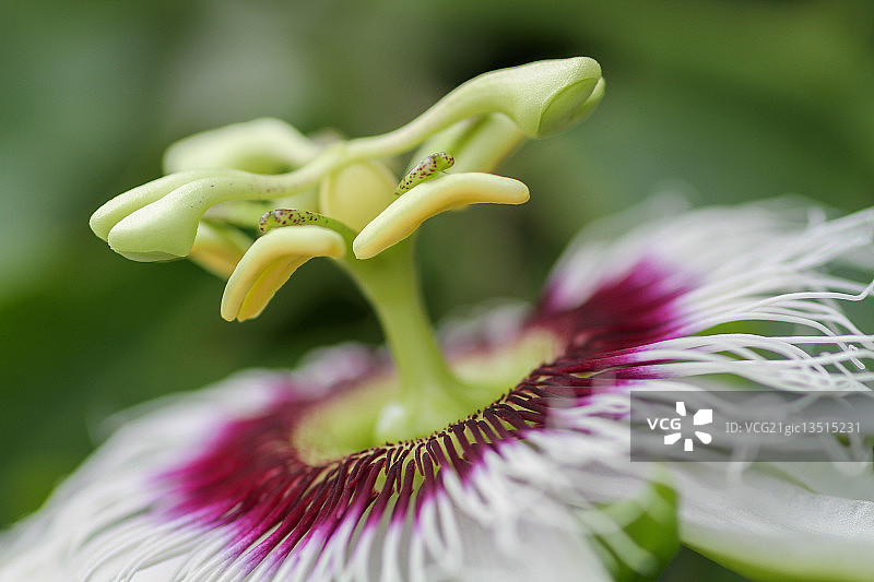 西番莲图片素材