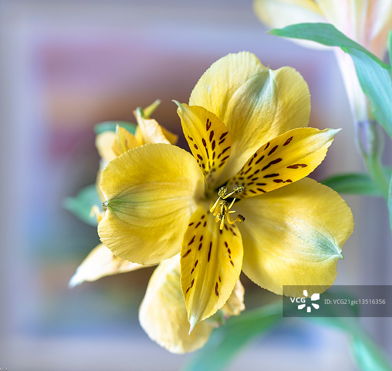 另一朵六出花图片素材