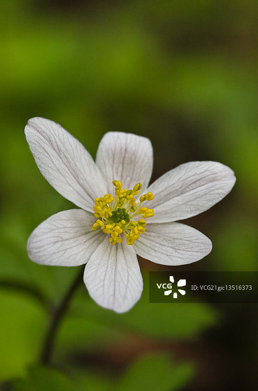 银莲花图片素材