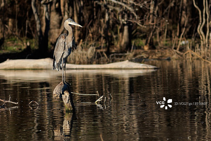 大蓝鹭图片素材