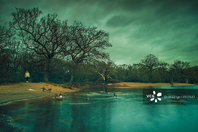 埃pping森林图片素材