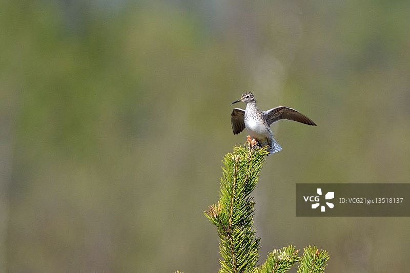 木头鹬图片素材