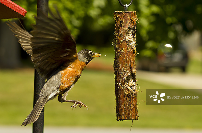 美国罗宾图片素材
