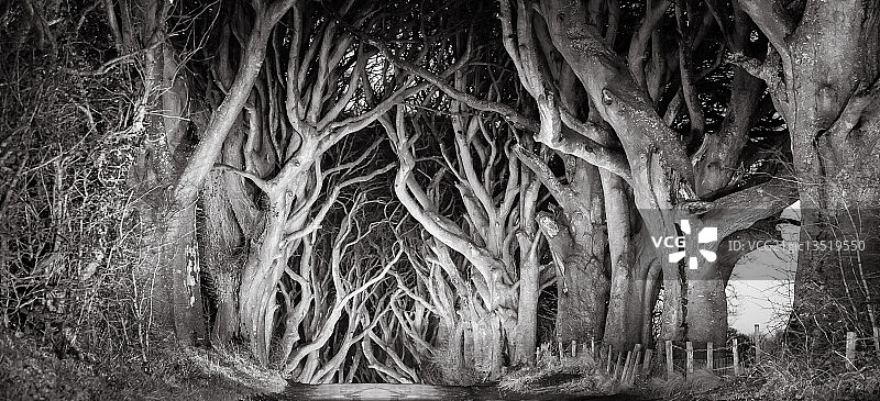 夜晚的黑暗树篱图片素材