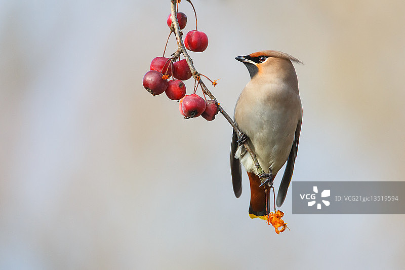 波西米亚连雀图片素材