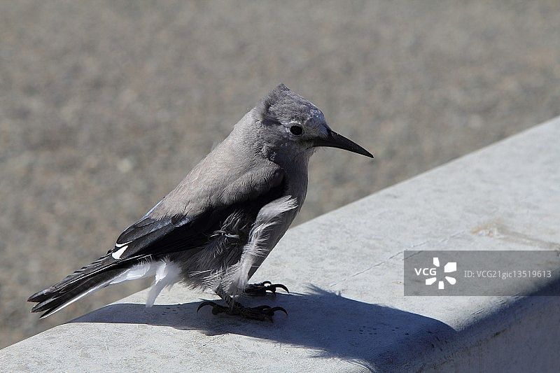克拉克星鸦图片素材
