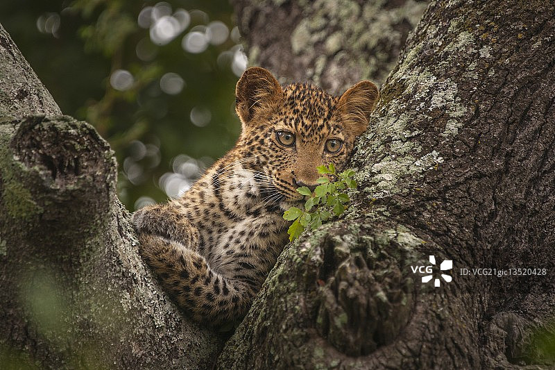 豹宝宝瞭望图片素材