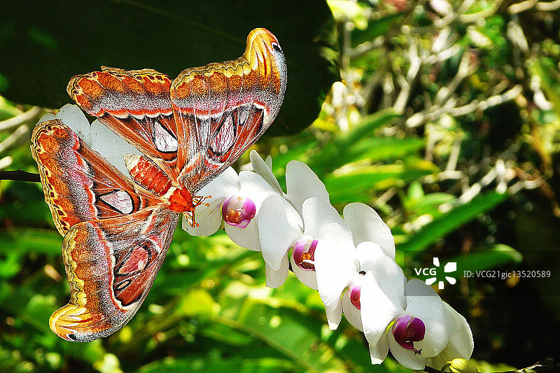 皇蛾与兰花图片素材