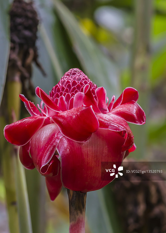 火炬姜图片素材