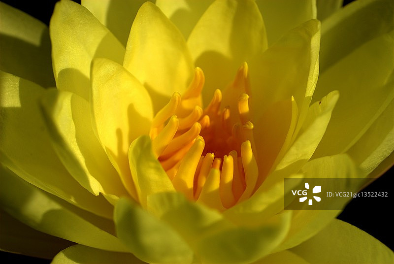 黄色睡莲图片素材