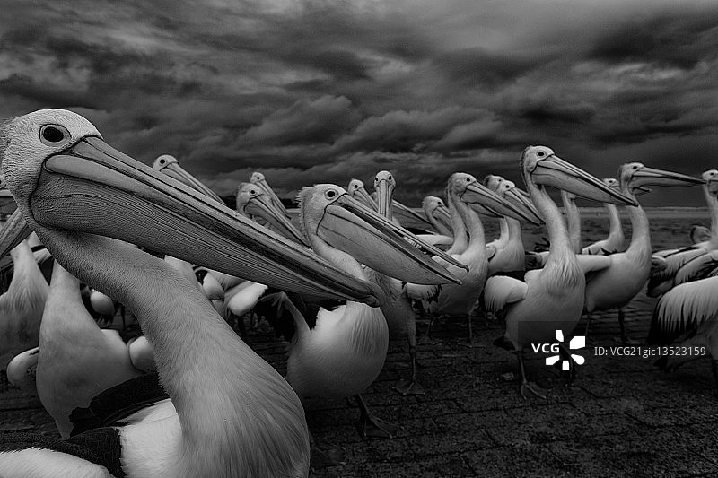 澳洲鹈鹕图片素材