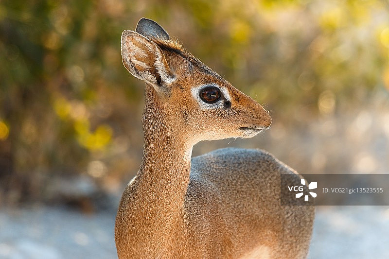 可爱的羚羊图片素材