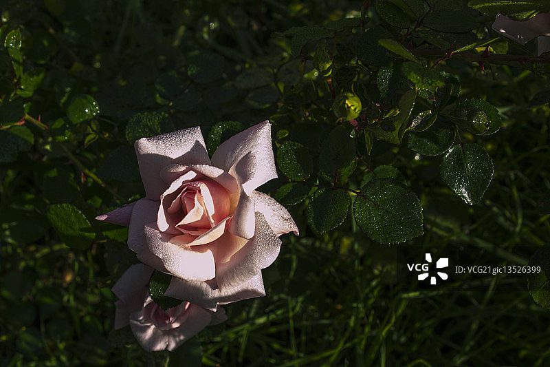 野蔷薇图片素材