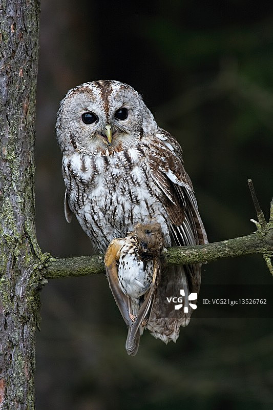 红褐色猫头鹰图片素材