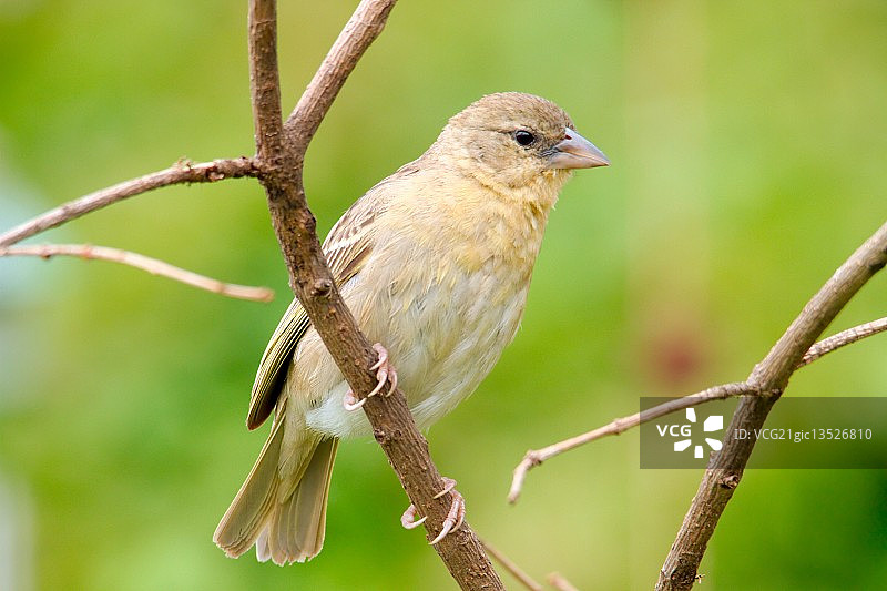南部织布鸟雌鸟图片素材