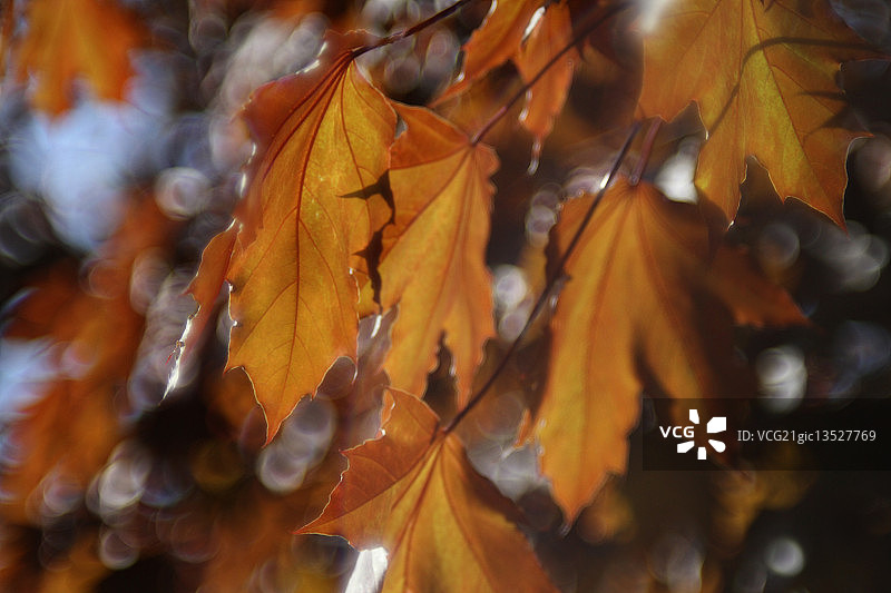 印象派树叶图片素材