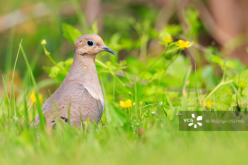 Mourning那里图片素材