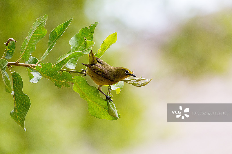 好望角绣眼鸟图片素材