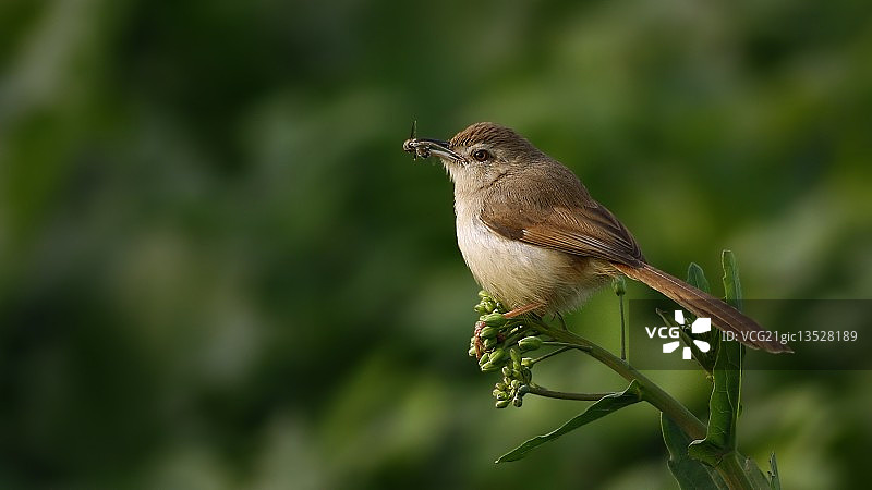 普里尼亚图片素材