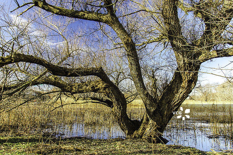 冬日里的垂柳图片素材