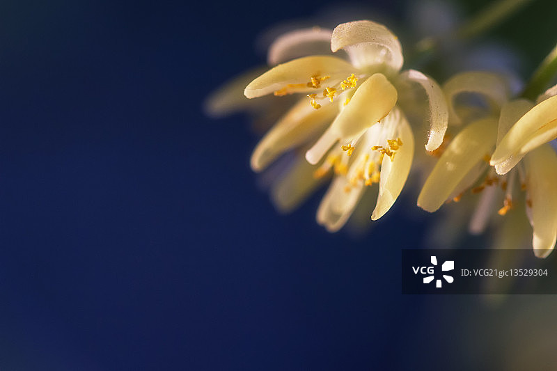 菩提树图片素材