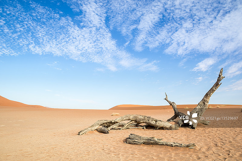 死亡谷中的枯树图片素材