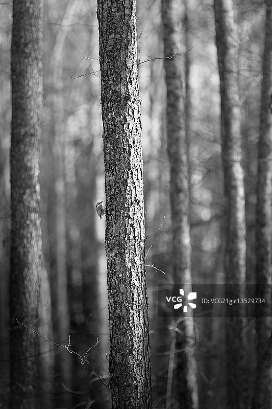 五子雀图片素材