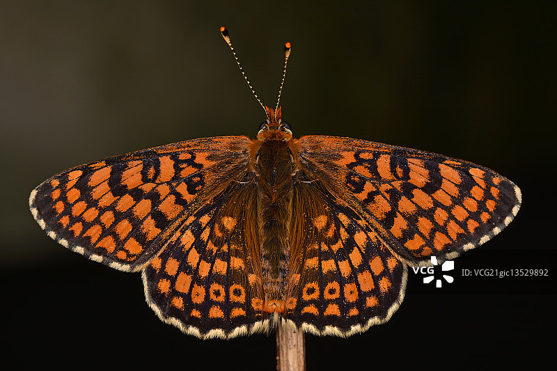 格莱维尔贝母#2图片素材