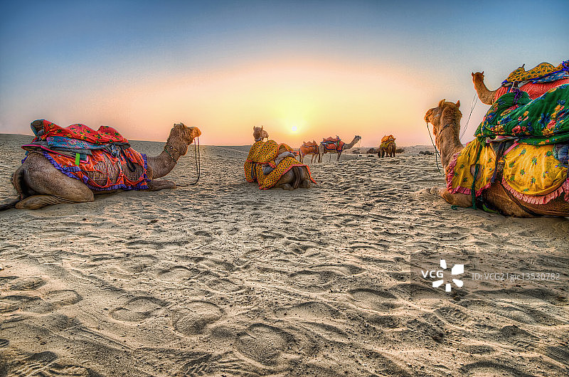 沙漠之舟图片素材