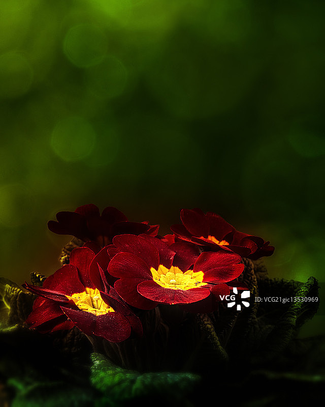 报春花图片素材