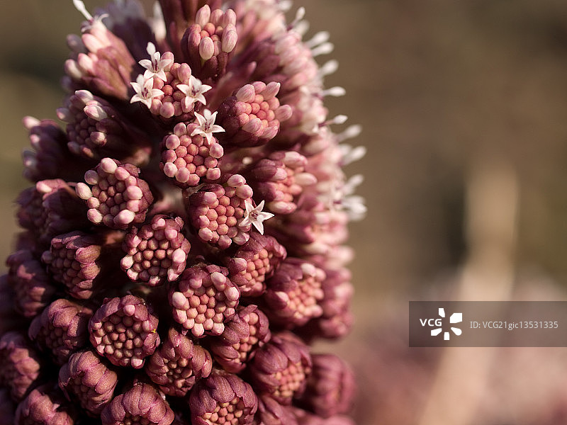 大叶菜图片素材