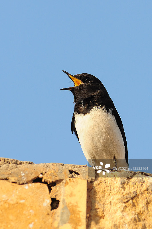 麦蓝鸟的歌唱图片素材